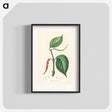 アートポスター-Piper nigrum Illustration
 - 薬用植物学 Poster.