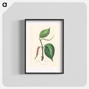 アートポスター-Piper nigrum Illustration
 - 薬用植物学 Poster.