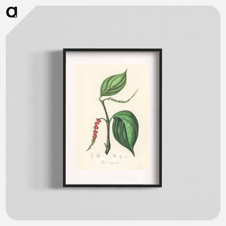アートポスター-Piper nigrum Illustration
 - 薬用植物学 Poster.