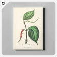 アートパネル-Piper nigrum Illustration
 - 薬用植物学 Canvas.
