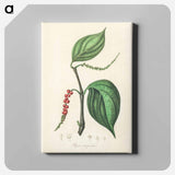 アートパネル-Piper nigrum Illustration
 - 薬用植物学 Canvas.