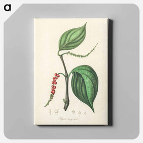 アートパネル-Piper nigrum Illustration
 - 薬用植物学 Canvas.