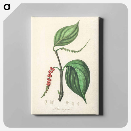 アートパネル-Piper nigrum Illustration
 - 薬用植物学 Canvas.