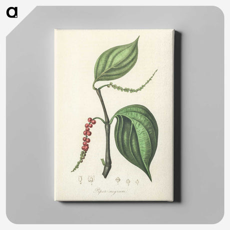1-98_Medical-Botany_canvas