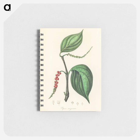 アートメモ帳-Piper nigrum Illustration
 - 薬用植物学 Memo.