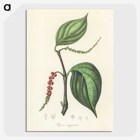 1-98_Medical-Botany_picture-crop