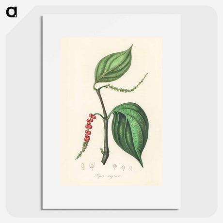 アートポスター-Piper nigrum Illustration
 - 薬用植物学 Poster.
