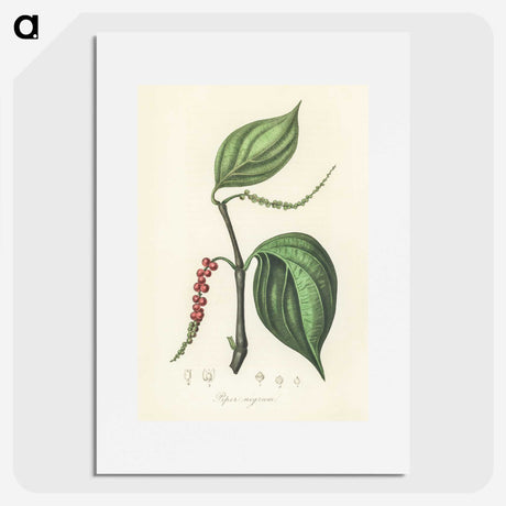 1-98_Medical-Botany_picture