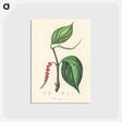 アートポストカード-Piper nigrum Illustration
 - 薬用植物学 Postcard.