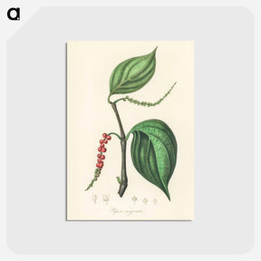 アートポストカード-Piper nigrum Illustration
 - 薬用植物学 Postcard.