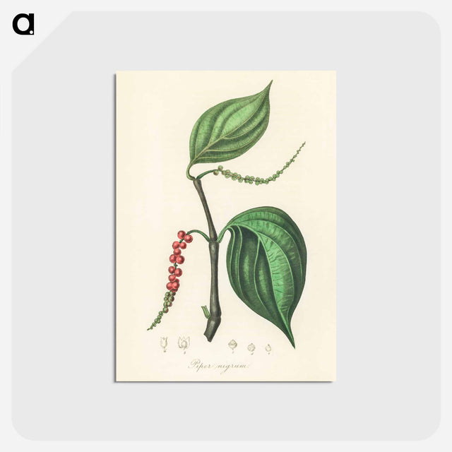 アートポストカード-Piper nigrum Illustration
 - 薬用植物学 Postcard.