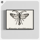 1-98_Moths-and-Butterflies-of-the-United-States_blk-crop