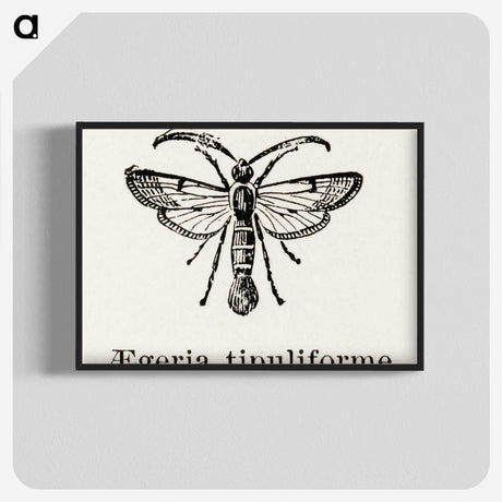 1-98_Moths-and-Butterflies-of-the-United-States_blk-crop