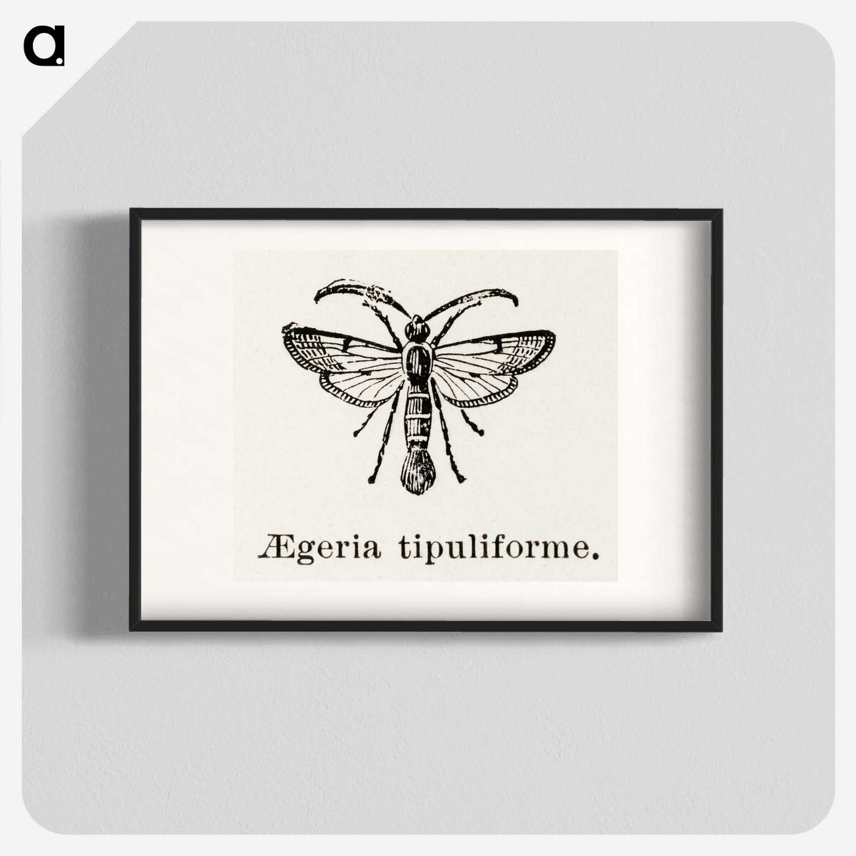 1-98_Moths-and-Butterflies-of-the-United-States_blk