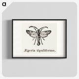 1-98_Moths-and-Butterflies-of-the-United-States_blk