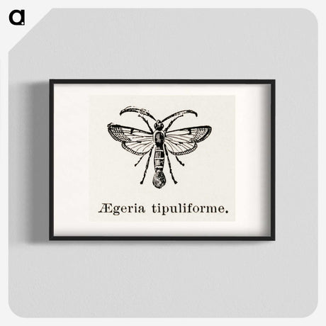 1-98_Moths-and-Butterflies-of-the-United-States_blk