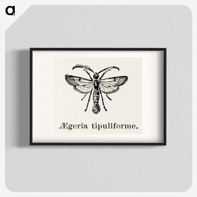 1-98_Moths-and-Butterflies-of-the-United-States_blk