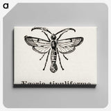 1-98_Moths-and-Butterflies-of-the-United-States_canvas