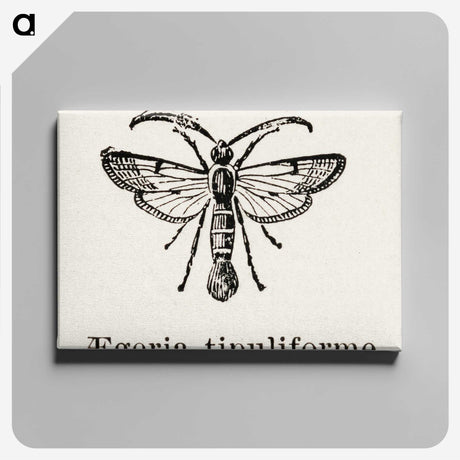 1-98_Moths-and-Butterflies-of-the-United-States_canvas