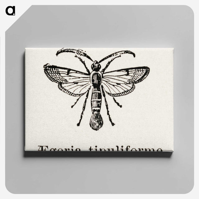 1-98_Moths-and-Butterflies-of-the-United-States_canvas