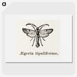 1-98_Moths-and-Butterflies-of-the-United-States_picture