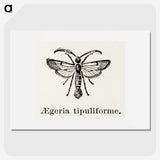 1-98_Moths-and-Butterflies-of-the-United-States_picture