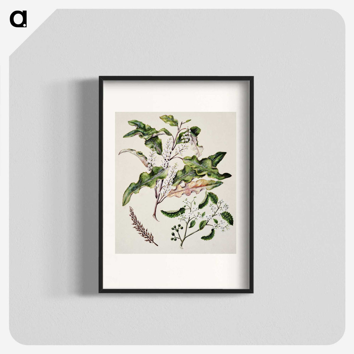 1-98_Native-Flowering-Plants-of-New-Zealand_blk