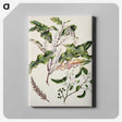 1-98_Native-Flowering-Plants-of-New-Zealand_canvas