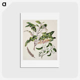 1-98_Native-Flowering-Plants-of-New-Zealand_hagaki