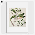 1-98_Native-Flowering-Plants-of-New-Zealand_picture