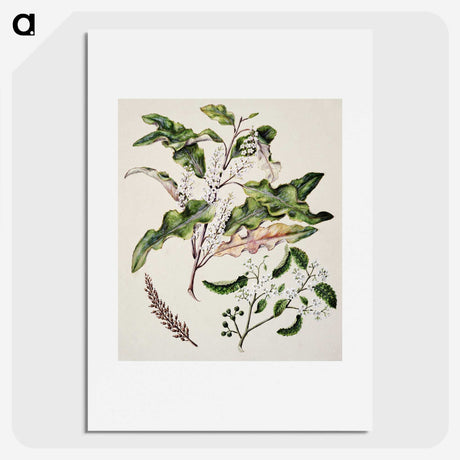 1-98_Native-Flowering-Plants-of-New-Zealand_picture