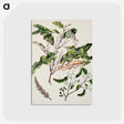 1-98_Native-Flowering-Plants-of-New-Zealand_postcard