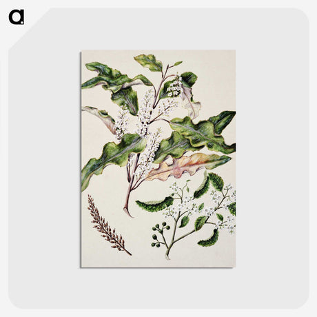 1-98_Native-Flowering-Plants-of-New-Zealand_postcard