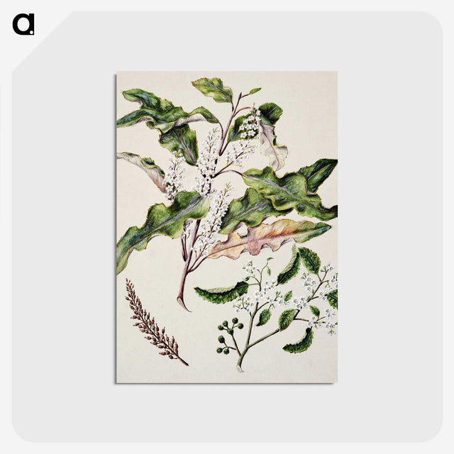 1-98_Native-Flowering-Plants-of-New-Zealand_postcard