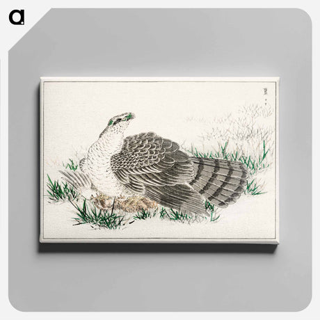 アートパネル-Japanese Hawk-Eagle Illustration
 - 鳥類図鑑 Canvas.
