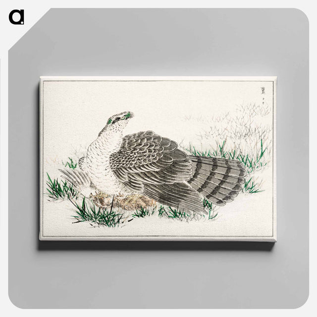 アートパネル-Japanese Hawk-Eagle Illustration
 - 鳥類図鑑 Canvas.