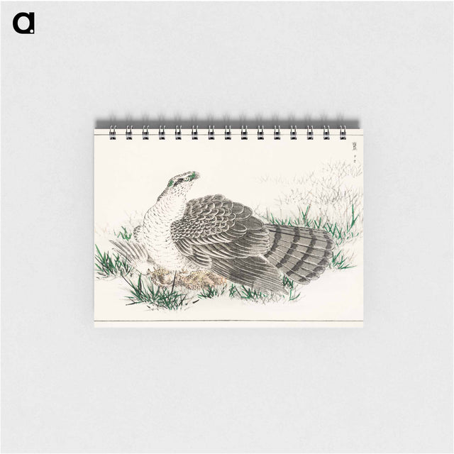アートメモ帳-Japanese Hawk-Eagle Illustration
 - 鳥類図鑑 Memo.
