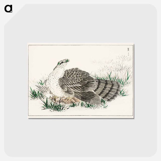 アートポストカード-Japanese Hawk-Eagle Illustration
 - 鳥類図鑑 Postcard.
