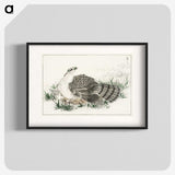 1-98_Pictorial-Monograph-of-Birds_blk