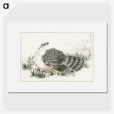 1-98_Pictorial-Monograph-of-Birds_picture