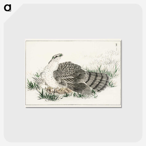 クマタカの図解 - 鳥類図鑑 Postcard.
