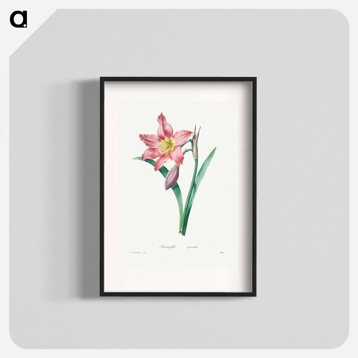 Amaryllis Equestre - Pierre Joseph Redouté Poster.