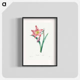 Amaryllis Equestre - Pierre Joseph Redouté Poster.
