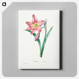 アートパネル-Amaryllis Equestre - ピエール ジョゼフ ルドゥーテ Canvas.
