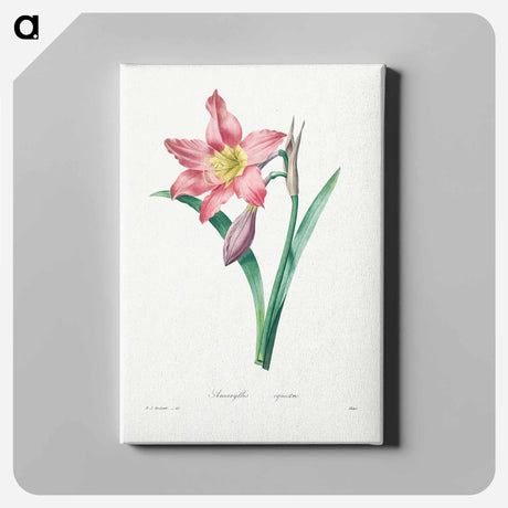 アートパネル-Amaryllis Equestre - ピエール ジョゼフ ルドゥーテ Canvas.