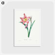 アートポストカード-Amaryllis Equestre - ピエール ジョゼフ ルドゥーテ Postcard.