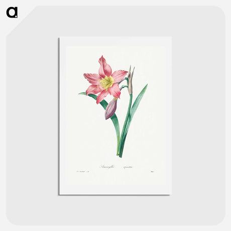 アートポストカード-Amaryllis Equestre - ピエール ジョゼフ ルドゥーテ Postcard.