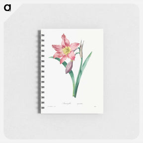 アートメモ帳-Amaryllis Equestre - ピエール ジョゼフ ルドゥーテ Memo.