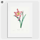 Amaryllis Equestre - Pierre Joseph Redouté Poster.