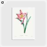 アートポストカード-Amaryllis Equestre - ピエール ジョゼフ ルドゥーテ Postcard.